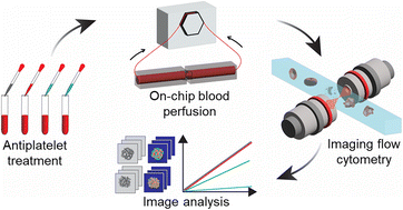 Graphical abstract: Studying the efficacy of antiplatelet drugs on atherosclerosis by optofluidic imaging on a chip