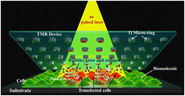 Graphical abstract: Metallic micro-ring device for highly efficient large cargo delivery in mammalian cells using infrared light pulses