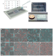 Graphical abstract: A microfluidic method for passive trapping of sperms in microstructures