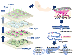Graphical abstract: Fabrication of liraglutide-encapsulated triple layer hyaluronic acid microneedles (TLMs) for the treatment of obesity