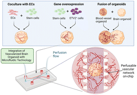 Graphical abstract: Vascularized human brain organoid on-chip