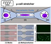 Graphical abstract: Highly efficient mRNA delivery with nonlinear microfluidic cell stretching for cellular engineering