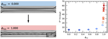 Graphical abstract: Tuning the hydraulic resistance by swelling-induced buckling of membranes in high-aspect-ratio microfluidic devices