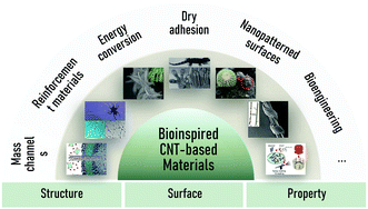 Graphical abstract: Bioinspired carbon nanotube-based materials