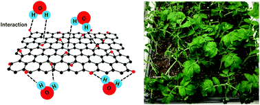 Graphical abstract: High water adsorption features of graphene oxide: potential of graphene oxide-based desert plantation