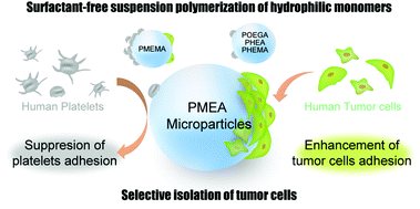 Graphical abstract: Surfactant-free suspension polymerization of hydrophilic monomers with an oil-in-water system for the preparation of microparticles toward the selective isolation of tumor cells