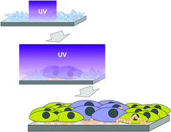 Graphical abstract: Fabrication of substrates for multiple cell patterning using a copolymer with a UV-degradable oligoethylene glycol side chain