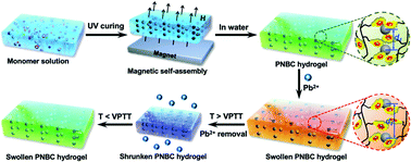 Graphical abstract: A novel ion-responsive photonic hydrogel sensor for portable visual detection and timely removal of lead ions in water