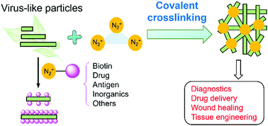 Graphical abstract: Chemical labeling and crosslinking of tobacco mosaic virus via multi-diazonium reagents: examples, applications, and prospects