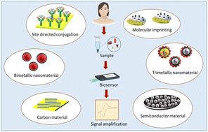 Graphical abstract: Signal amplification strategies in electrochemical biosensors via antibody immobilization and nanomaterial-based transducers