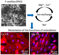 Graphical abstract: Deciphering the role of faujasite-type zeolites as a cation delivery platform to sustain the functions of MC3T3-E1 pre-osteoblastic cells