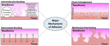 Graphical abstract: Bioadhesives for clinical applications – a mini review