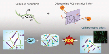 Graphical abstract: Functionalization of cellulose nanofibrils to develop novel ROS-sensitive biomaterials
