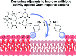 Graphical abstract: Design and evaluation of poly-nitrogenous adjuvants capable of potentiating antibiotics in Gram-negative bacteria