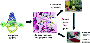 Graphical abstract: De novo design of type II topoisomerase inhibitors as potential antimicrobial agents targeting a novel binding region