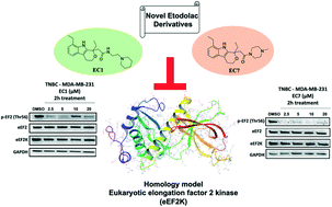 Graphical abstract: Novel etodolac derivatives as eukaryotic elongation factor 2 kinase (eEF2K) inhibitors for targeted cancer therapy