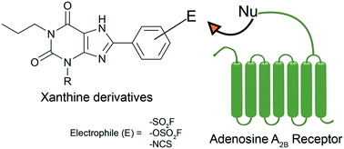 Graphical abstract: Development of subtype-selective covalent ligands for the adenosine A2B receptor by tuning the reactive group