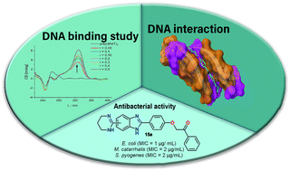 Graphical abstract: Novel tetrahydropyrimidinyl-substituted benzimidazoles and benzothiazoles: synthesis, antibacterial activity, DNA interactions and ADME profiling