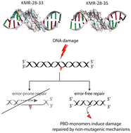 Graphical abstract: Mechanistic insight into the repair of C8-linked pyrrolobenzodiazepine monomer-mediated DNA damage