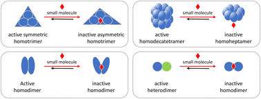 Graphical abstract: It's ok to be outnumbered – sub-stoichiometric modulation of homomeric protein complexes