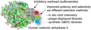 Graphical abstract: Identification of specific carbonic anhydrase inhibitors via in situ click chemistry, phage-display and synthetic peptide libraries: comparison of the methods and structural study