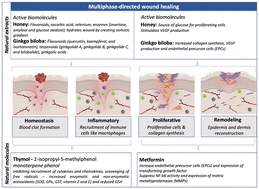 Graphical abstract: Polysucrose hydrogel loaded with natural molecules/extracts for multiphase-directed sustainable wound healing