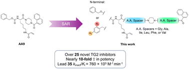 Graphical abstract: Novel irreversible peptidic inhibitors of transglutaminase 2