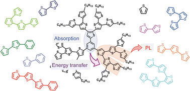 Graphical abstract: Broadband absorption and light-energy transfer in a phenyl-core thiophene dendrimer with multiple π-conjugations