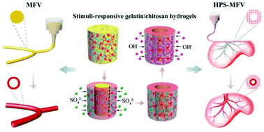 Graphical abstract: A versatile strategy to construct free-standing multi-furcated vessels and a complicated vascular network in heterogeneous porous scaffolds via combination of 3D printing and stimuli-responsive hydrogels