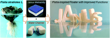 Graphical abstract: An interfacial floating tumbler with a penetrable structure and Janus wettability inspired by Pistia stratiotes