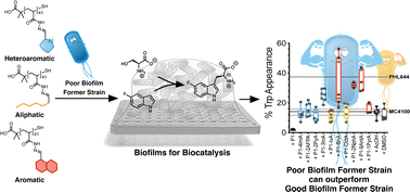Graphical abstract: Polymer-induced biofilms for enhanced biocatalysis