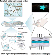 Graphical abstract: Cytoskeleton-inspired hydrogel ionotronics for tactile perception and electroluminescent display in complex mechanical environments
