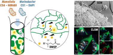 Graphical abstract: Dimethylsulfoniopropionate decorated cryogels as synthetic spatially structured habitats of marine bacterial communities