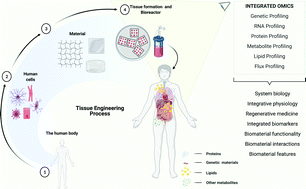 Graphical abstract: Omics technologies for high-throughput-screening of cell–biomaterial interactions