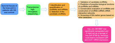 Graphical abstract: Circular RNA profiles of osteoarthritic synovium