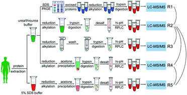Graphical abstract: Comprehensive comparison of sample preparation workflows for proteomics