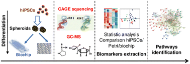 Graphical abstract: Analysis of the transcriptome and metabolome of pancreatic spheroids derived from human induced pluripotent stem cells and matured in an organ-on-a-chip