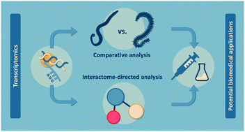 Graphical abstract: A drug discovery approach based on comparative transcriptomics between two toxin-secreting marine annelids: Glycera alba and Hediste diversicolor