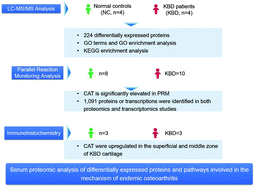 Graphical abstract: Serum proteomic analysis of differentially expressed proteins and pathways involved in the mechanism of endemic osteoarthritis