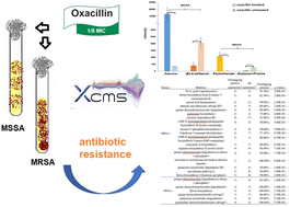 Graphical abstract: Nontargeted metabolomics reveals differences in the metabolite profiling among methicillin-resistant and methicillin-susceptible Staphylococcus aureus in response to antibiotics