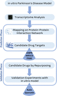 Graphical abstract: A transcriptome based approach to predict candidate drug targets and drugs for Parkinson's disease using an in vitro 6-OHDA model