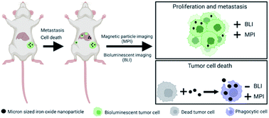 Graphical abstract: Tracking the fates of iron-labeled tumor cells in vivo using magnetic particle imaging