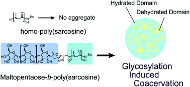 Graphical abstract: Glycopeptoid nanospheres: glycosylation-induced coacervation of poly(sarcosine)