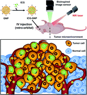 Graphical abstract: Protease-activated indocyanine green nanoprobes for intraoperative NIR fluorescence imaging of primary tumors