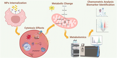 Graphical abstract: The toxicity of nanoparticles and their interaction with cells: an in vitro metabolomic perspective