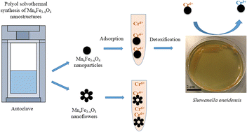 Graphical abstract: Enhanced detoxification of Cr6+ by Shewanella oneidensis via adsorption on spherical and flower-like manganese ferrite nanostructures