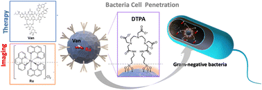 Graphical abstract: Chelating silica nanoparticles for efficient antibiotic delivery and particle imaging in Gram-negative bacteria