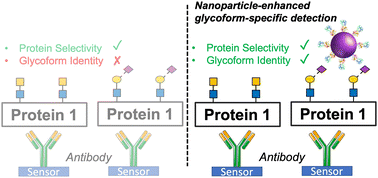 Graphical abstract: Discrimination between protein glycoforms using lectin-functionalised gold nanoparticles as signal enhancers