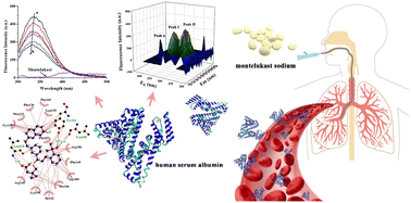 Graphical abstract: Characterization of interactions of montelukast sodium with human serum albumin: multi-spectroscopic techniques and computer simulation studies