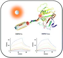 Graphical abstract: Peptide probes with high affinity to target protein selection by phage display and characterization using biophysical approaches